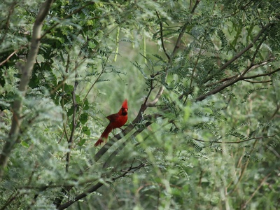 Red Siskin (Cardenalito)