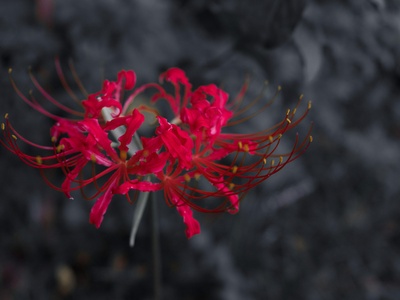 Red spider lily (Higanbana)