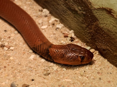 Red Spitting Cobra