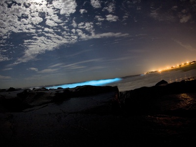 Red Tide Dinoflagellate