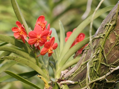 Red Vanda