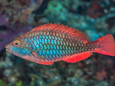 Redband parrotfish