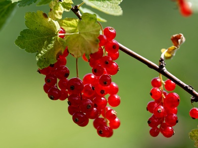 Redcurrant