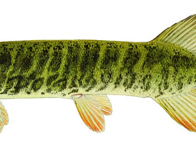 Redfin Pickerel