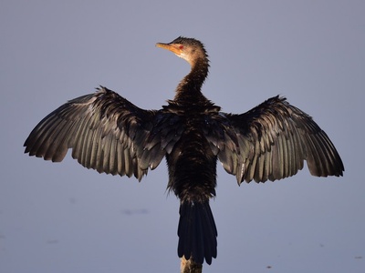 Reed Cormorant