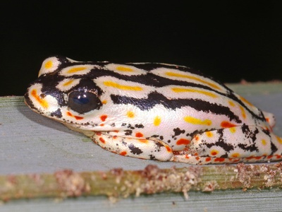 Reed frog