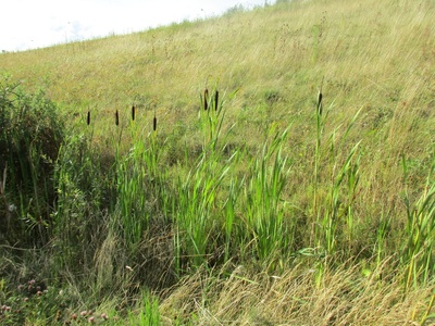 Reedmace/Great bulrush