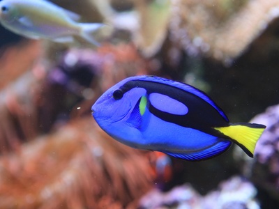 Regal tang