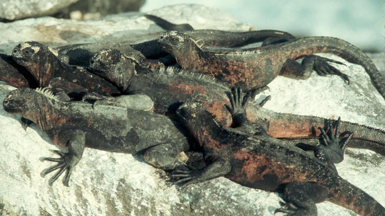 Iguana nesting site and chameleon displaying bright courtship colors