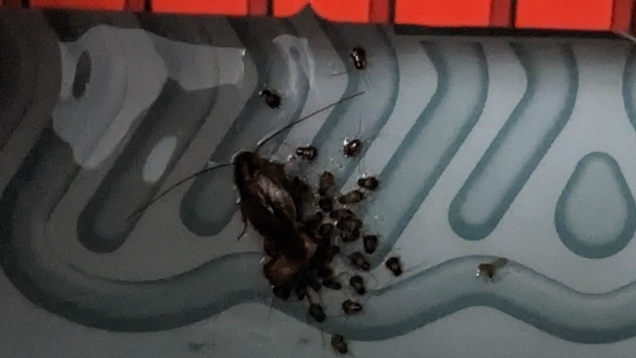 Cockroach ootheca and nymph stages