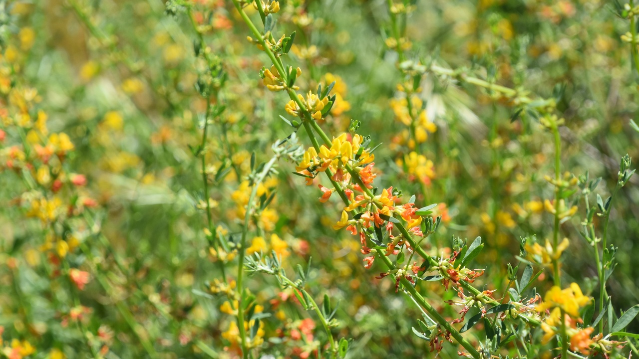 Desert wildflower bloom and a mature shrub illustrating ephemeral and long-lived reproductive strategies