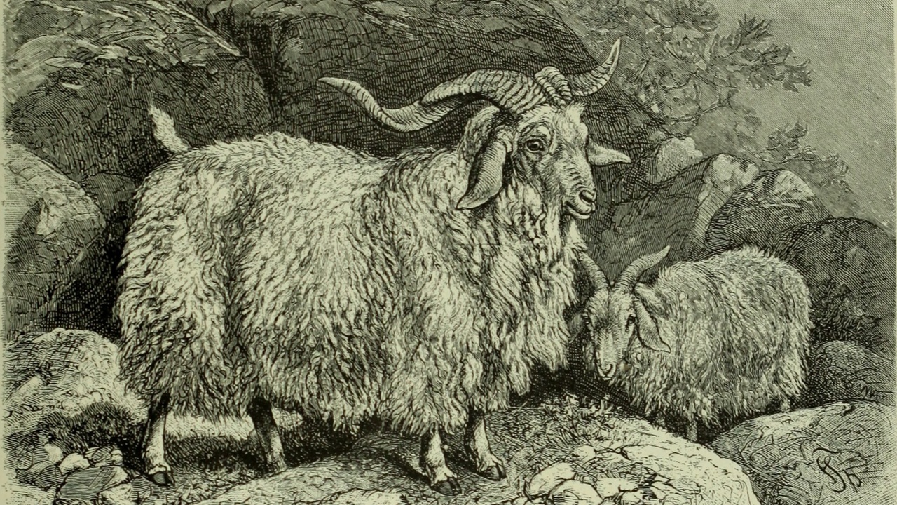 A mother lynx with two kits curled in a shallow den during late spring in boreal forest