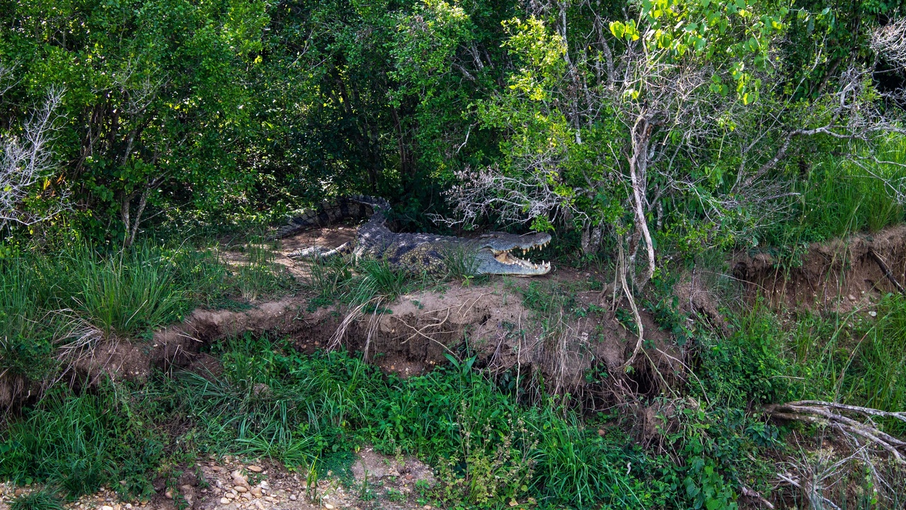 Nile crocodile basking and a colorful butterfly
