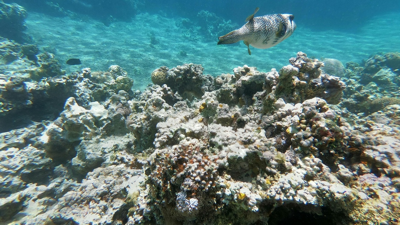 Coral reef and shore near Aqaba, Jordan