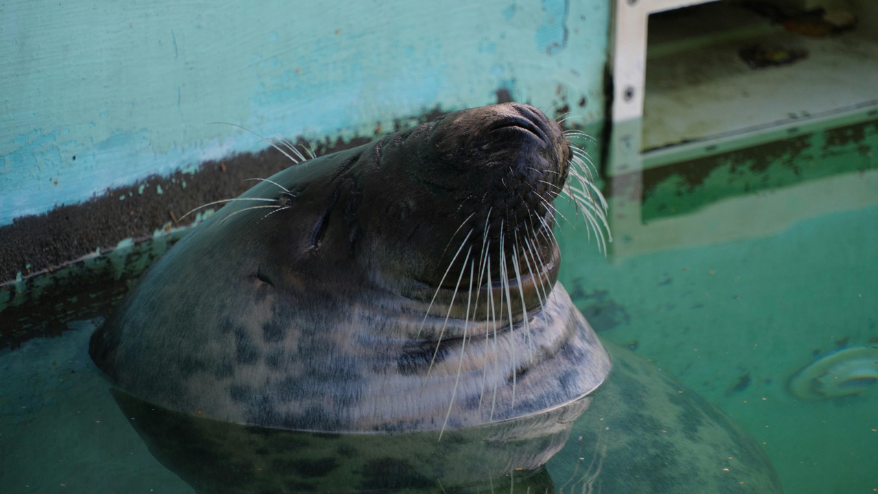 Rehabilitated sea lion being prepared for release by rescue center staff
