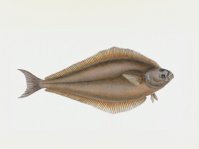 Reticulated filefish