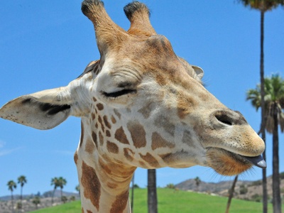 Reticulated giraffe