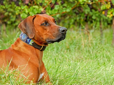 Rhodesian Ridgeback