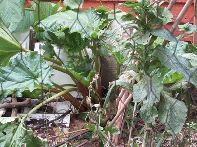 Rhubarb