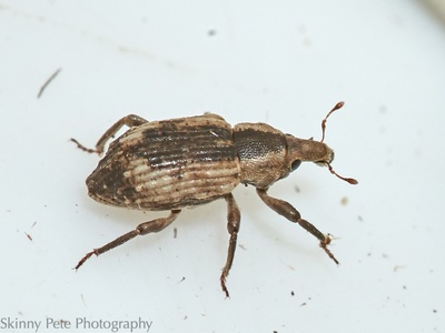 Rice Water Weevil