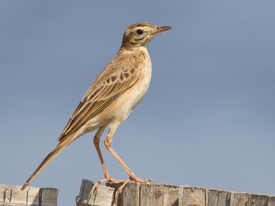 Richard's Pipit
