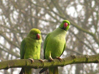 Ring-necked Parakeet