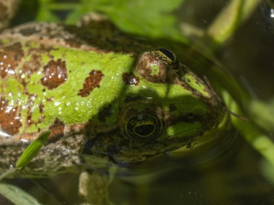 Rippled-skin Frog