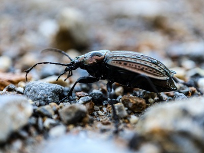 River Bank Rove Beetle