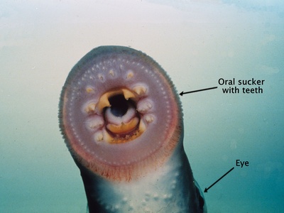 River Lamprey