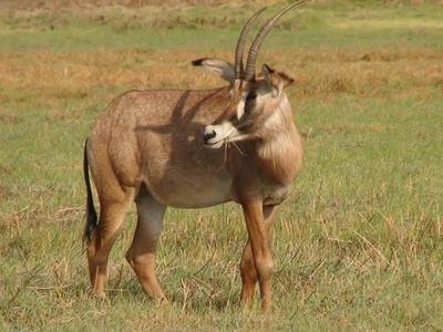 Roan antelope