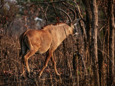 Roan antelope