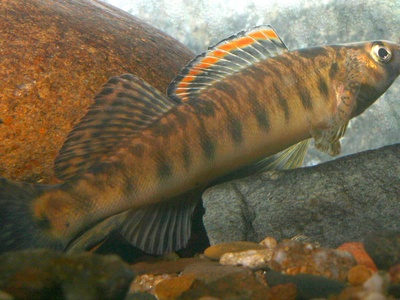 Roanoke Logperch