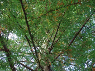 Roboré Tree