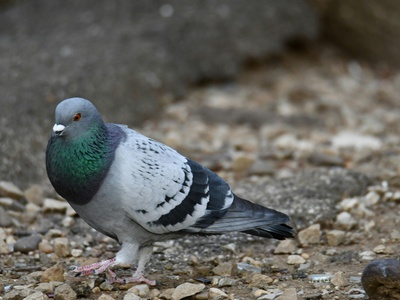 Rock Dove