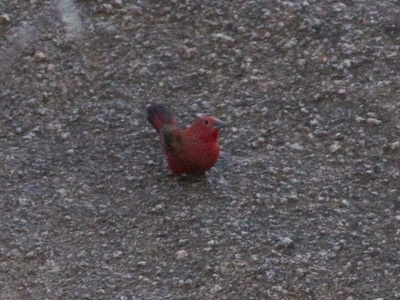 Rock Firefinch