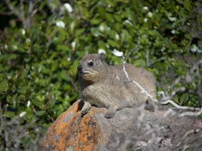 Rock Hyrax