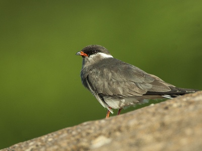 Rock Pratincole