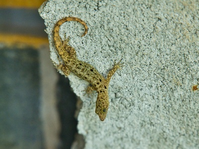 Rock Semaphore Gecko