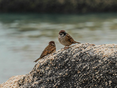 Rock Sparrow