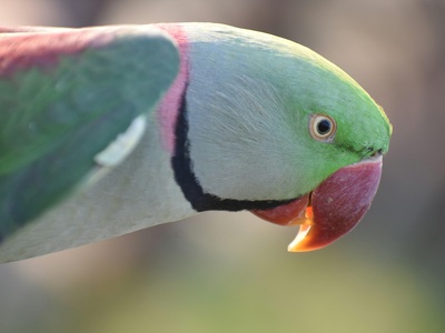 Rose-ringed Parakeet