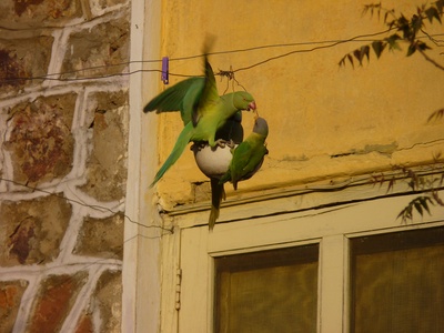 Rose-ringed Parakeet