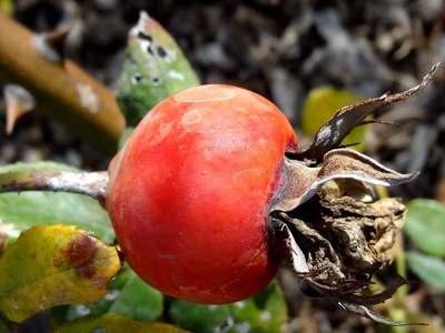 Rose hip