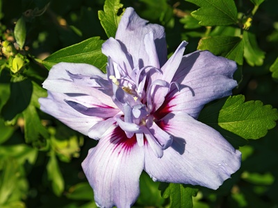 Rose of Sharon