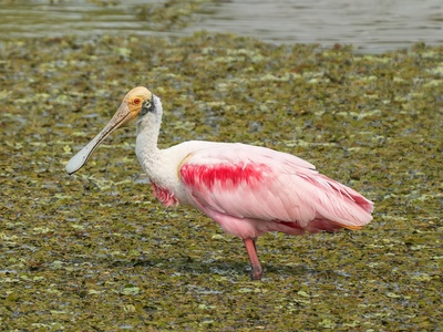 Roseate spoonbill