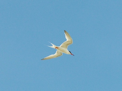 Roseate Tern