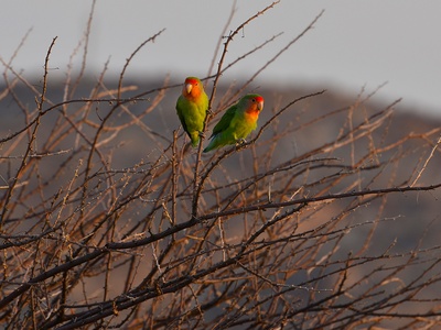 Rosy-faced Lovebird