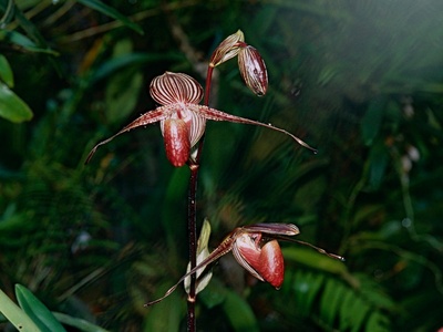 Rothschild's Slipper Orchid