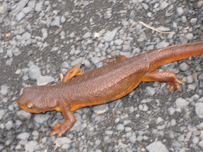 Rough-skinned newt