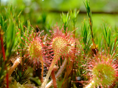 Round-leaved Sundew