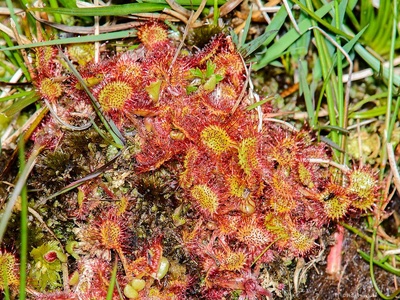Round-leaved sundew